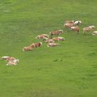 Haflinger in freier Natur !!! in 2.242 m ( E 5 )