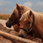 Haflinger in Gröden