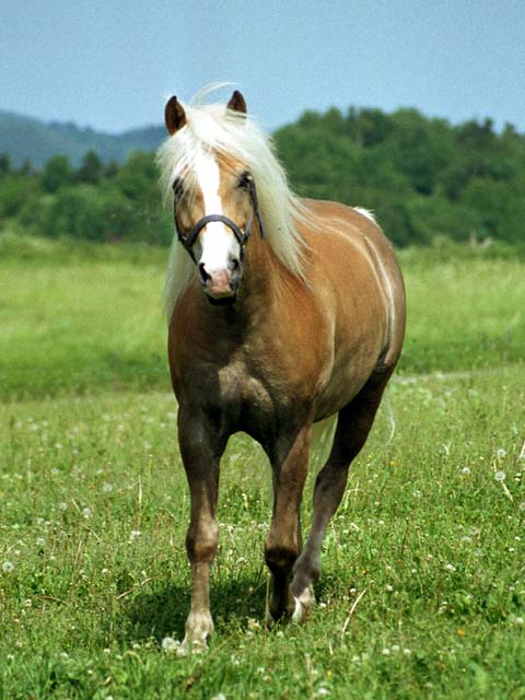 Haflinger in Meura