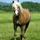 Haflinger in Meura