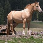 Haflinger in Ruhestellung...