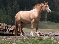 Haflinger in Ruhestellung...