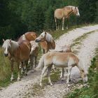 Haflinger in Südtirol