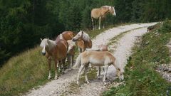 Haflinger in Südtirol