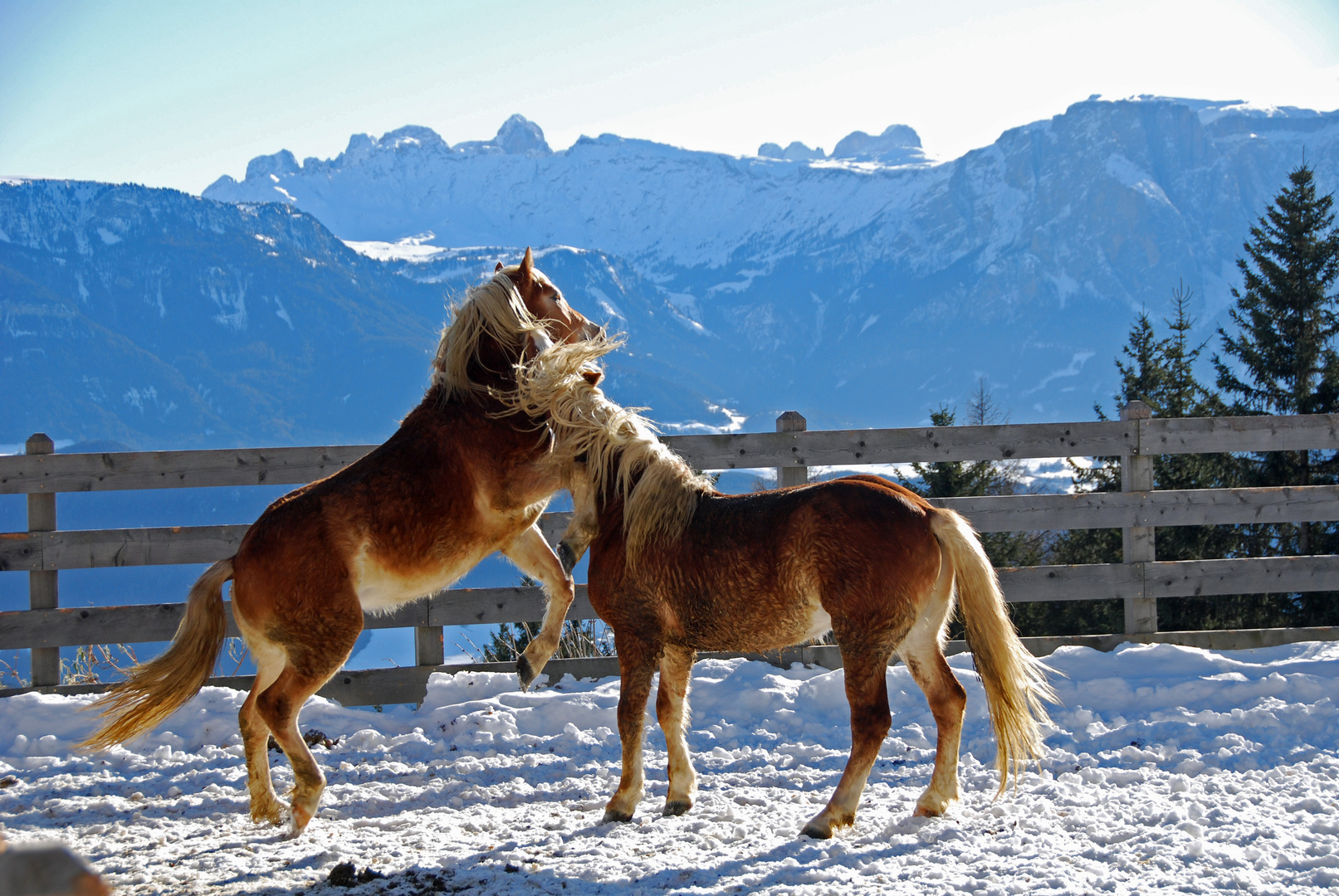 Haflinger in Südtirol