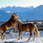 Haflinger in Südtirol