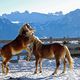 Haflinger in Sdtirol