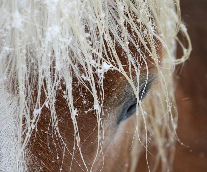 Haflinger Jerry