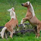 Haflinger Junghengste