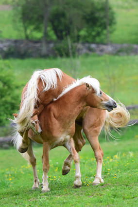 Haflinger Junghengste