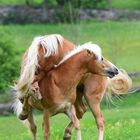 Haflinger Junghengste