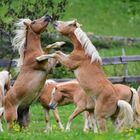 Haflinger Junghengste