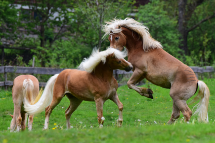 Haflinger Junghengste