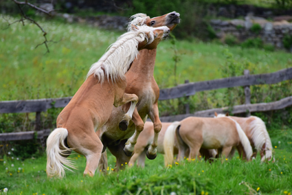 Haflinger Junghengste