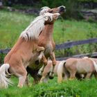 Haflinger Junghengste