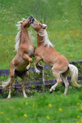 Haflinger Junghengste