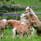 Haflinger Junghengste