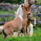 Haflinger Junghengste