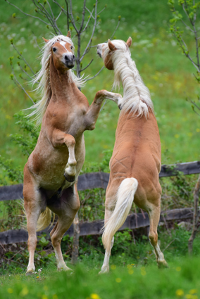 Haflinger Junghengste