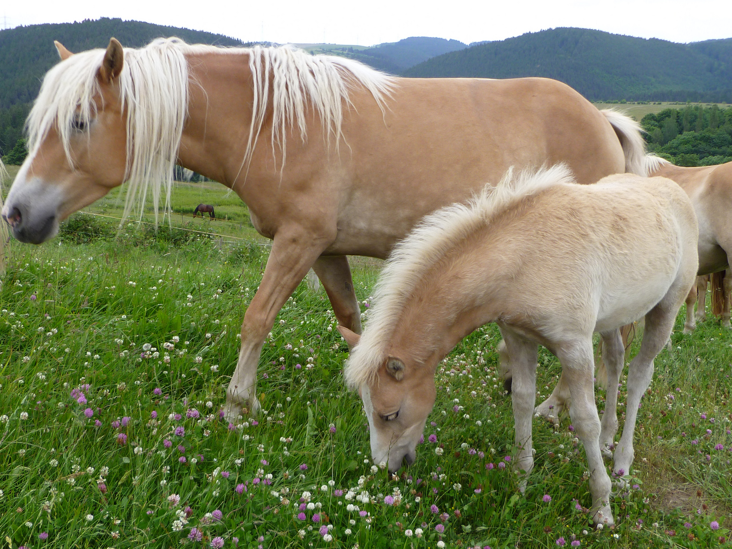 Haflinger Kinderstube