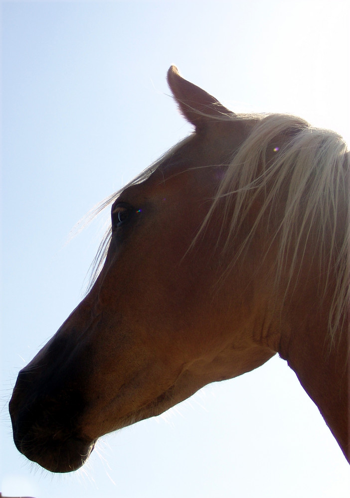 Haflinger Little Dreamer