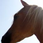 Haflinger Little Dreamer