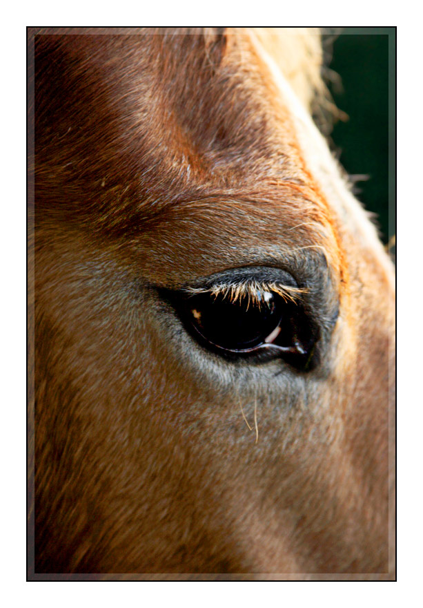 HAFLINGER LONDI - AUGE 2