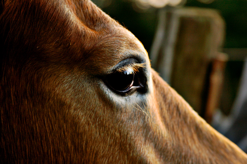 HAFLINGER LONDI - AUGE 3