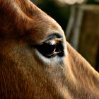 HAFLINGER LONDI - AUGE 3