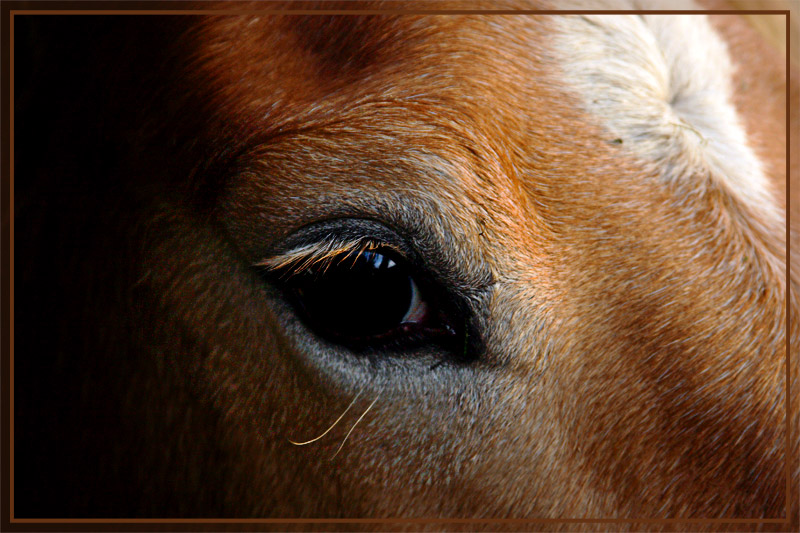 HAFLINGER LONDI - AUGE