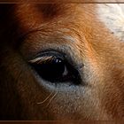 HAFLINGER LONDI - AUGE