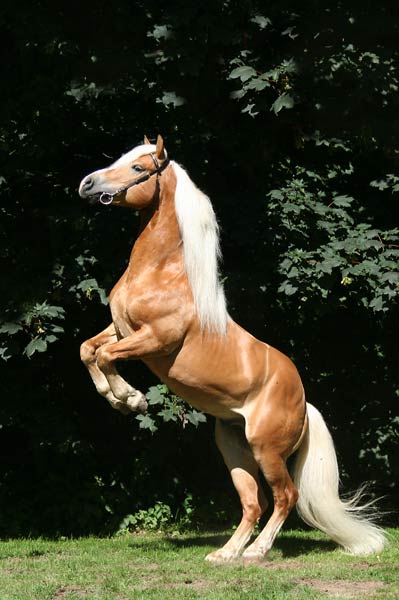 Haflinger macht Männchen - groß