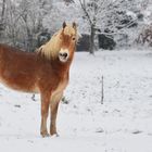 Haflinger Mädl