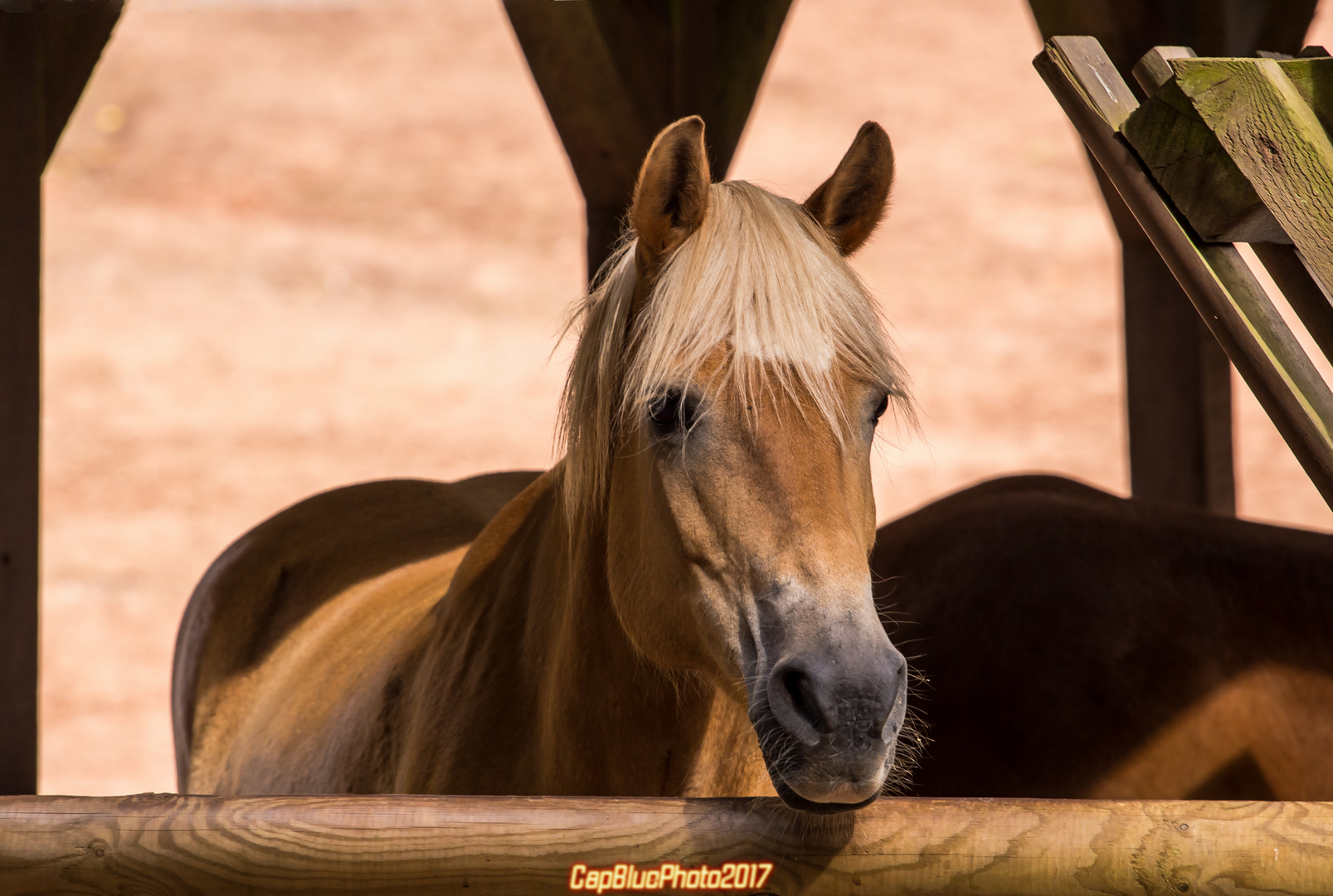 Haflinger Minipferde im Wildpark Silz