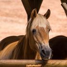 Haflinger Minipferde im Wildpark Silz