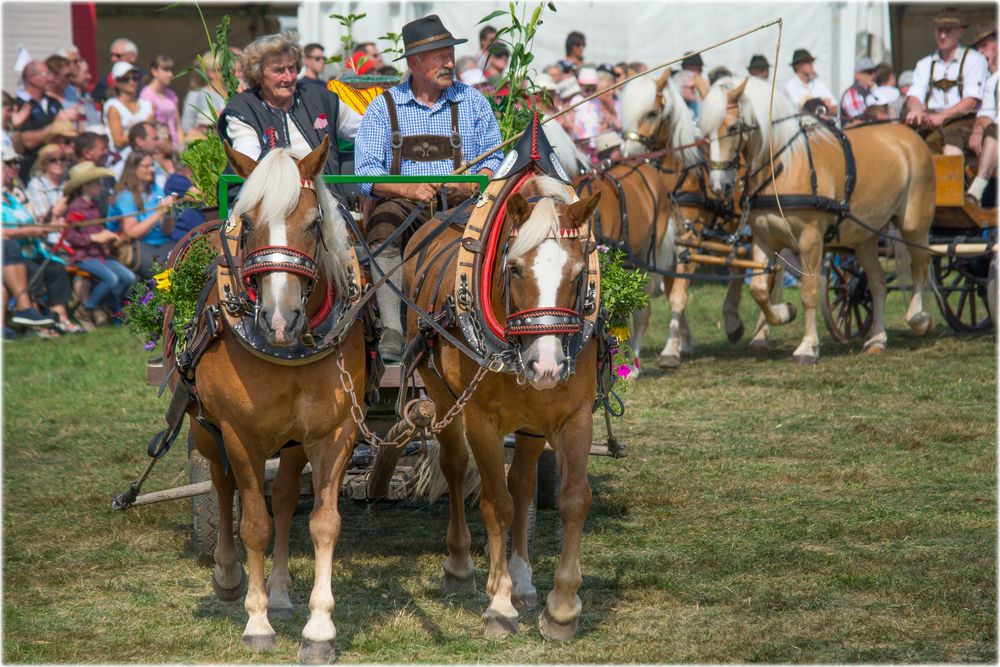 Haflinger mit Blumenwagen