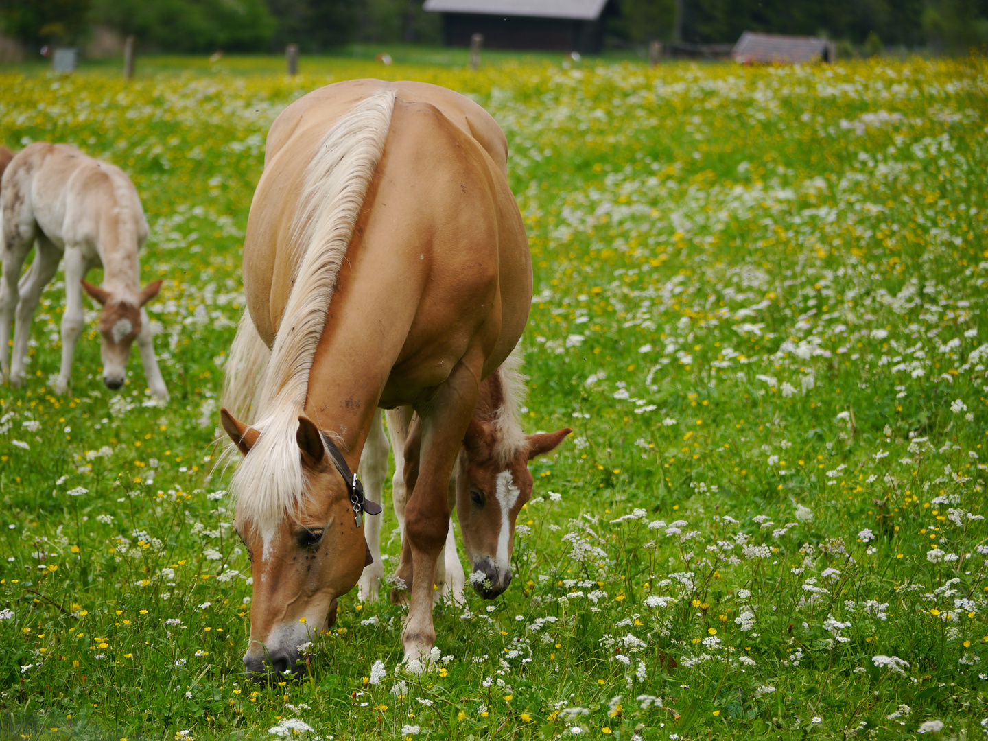 Haflinger mit Fohlen