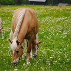 Haflinger mit Fohlen