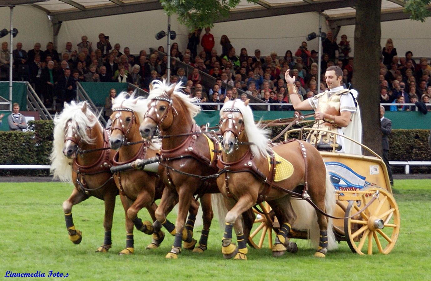 Haflinger Mittwoch  !