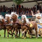 Haflinger Mittwoch  !