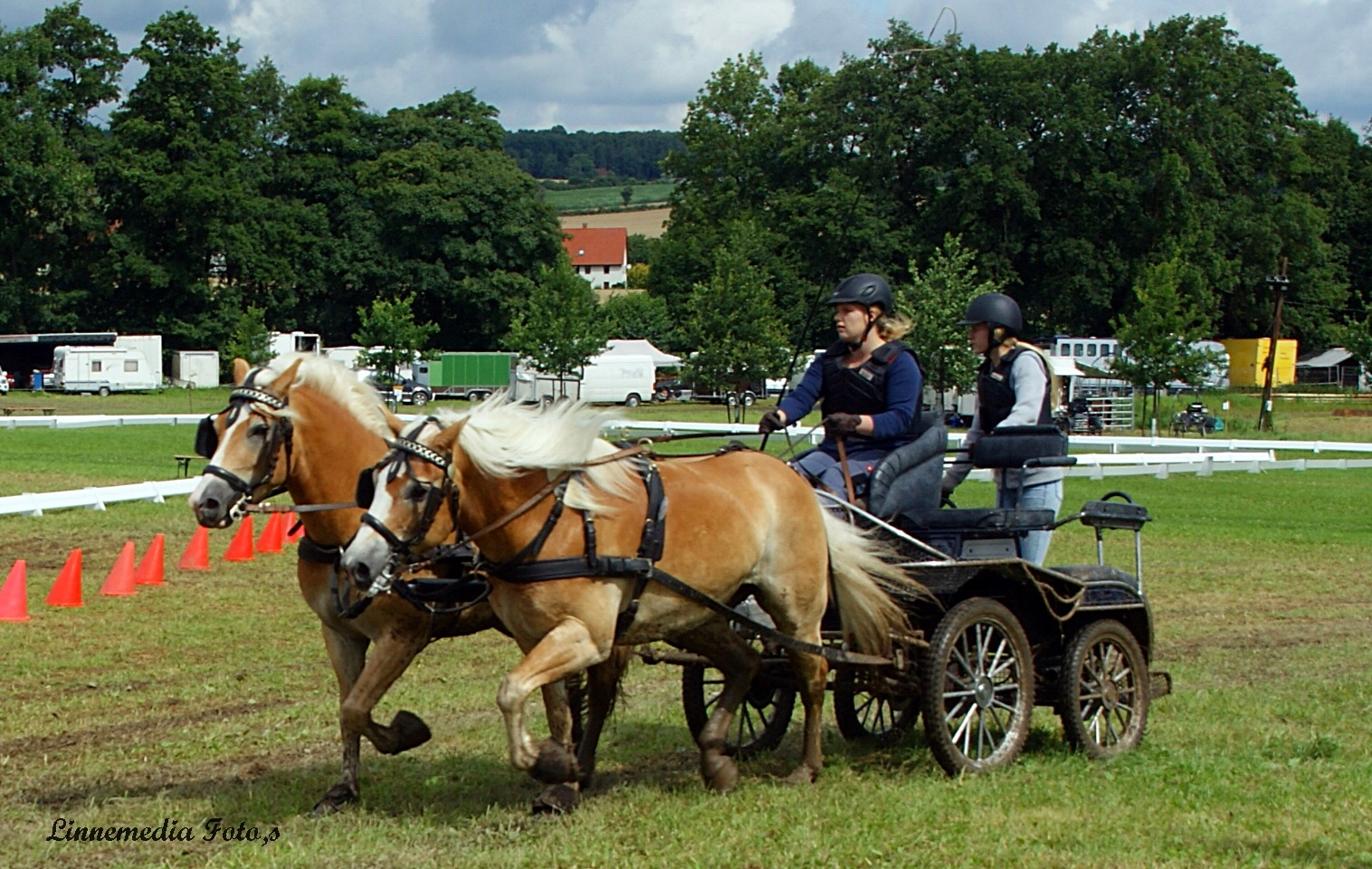 Haflinger  Mittwoch