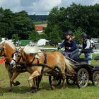 Haflinger  Mittwoch