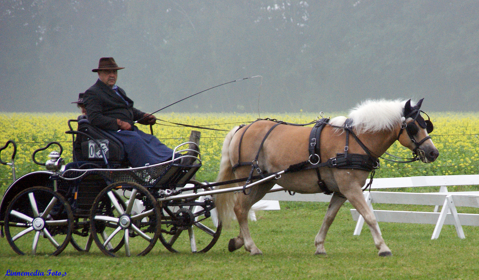 Haflinger  Mittwoch