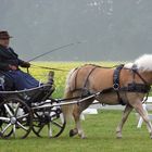 Haflinger  Mittwoch