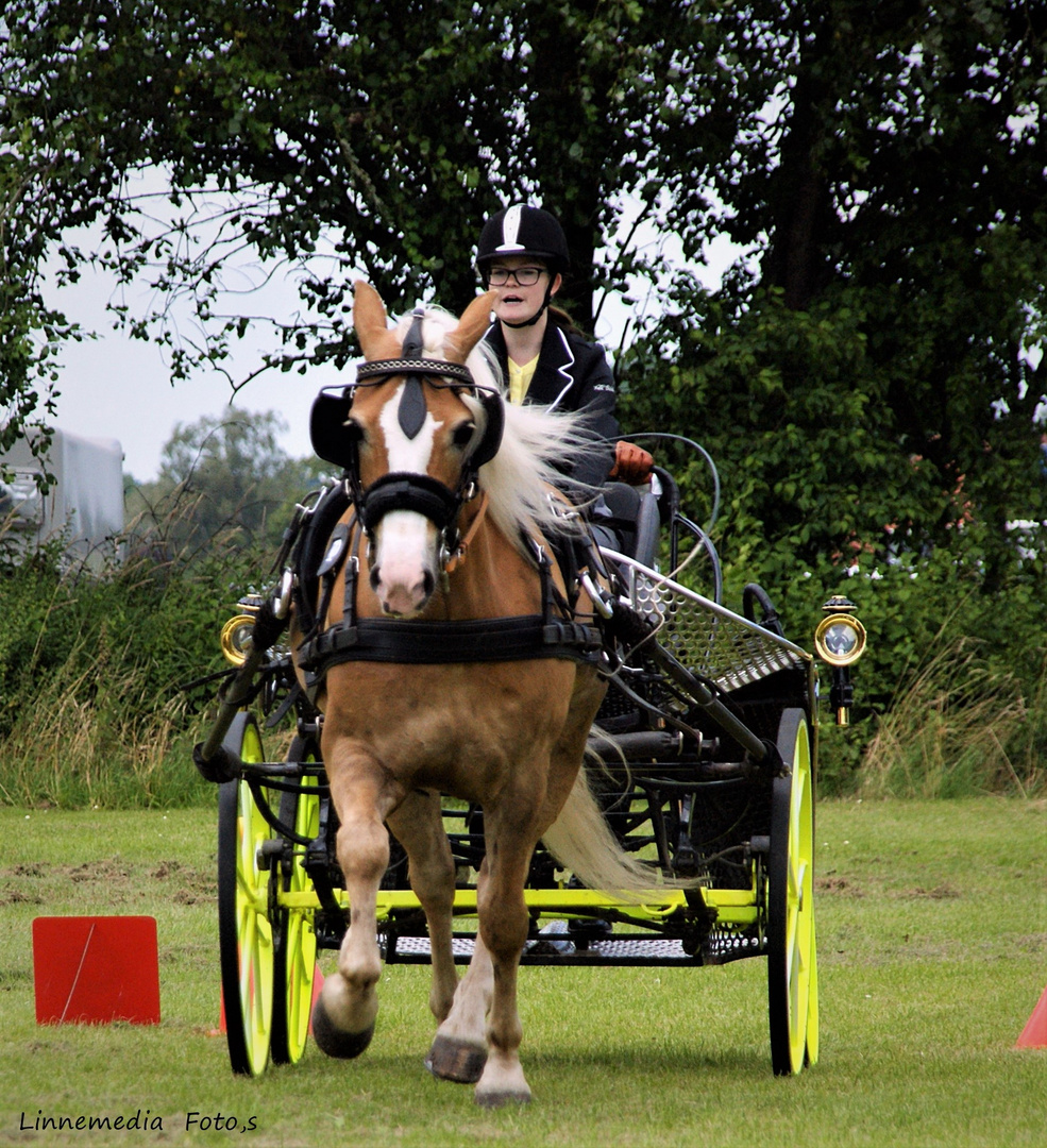 Haflinger  Mittwoch 