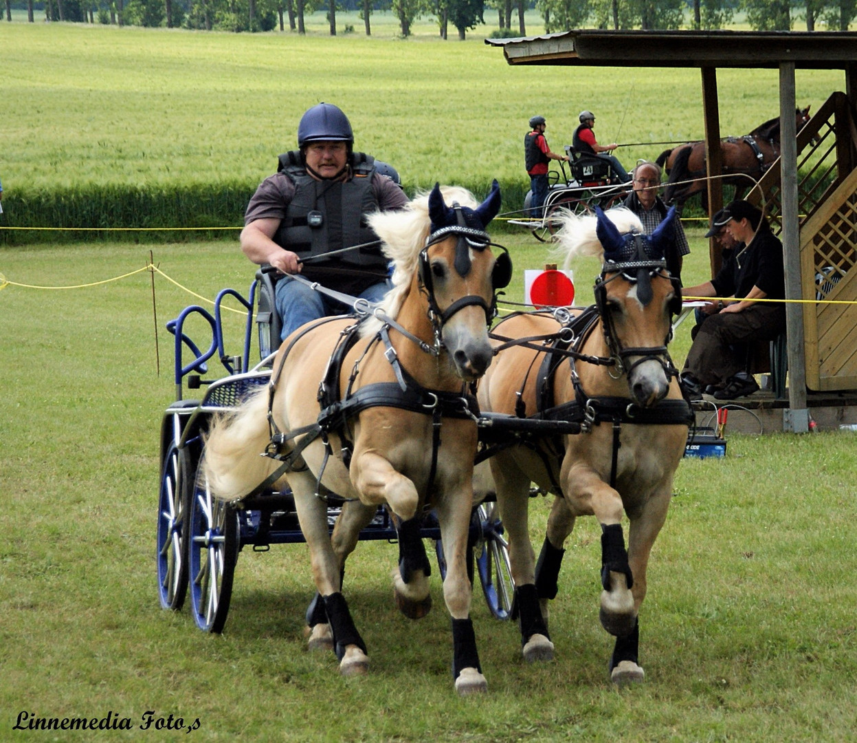 Haflinger  Mittwoch