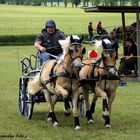 Haflinger  Mittwoch