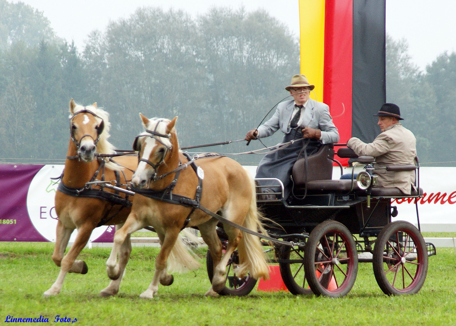 Haflinger  Mittwoch  !