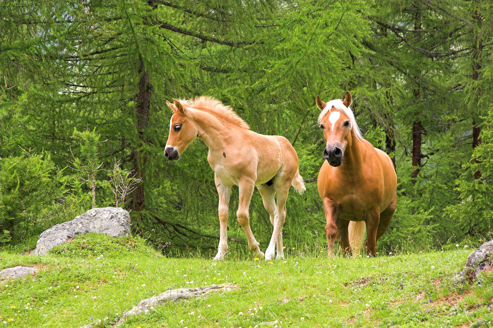 Haflinger - Mutter und Kind