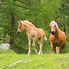 Haflinger - Mutter und Kind